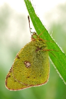 04314 Colias croceus
